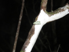 Izatha peroneanella