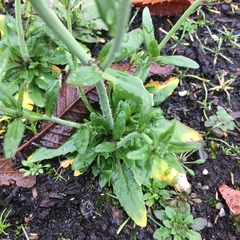 Arabidopsis thaliana