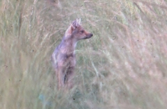 Lupulella adusta adusta