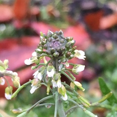 Arabidopsis thaliana