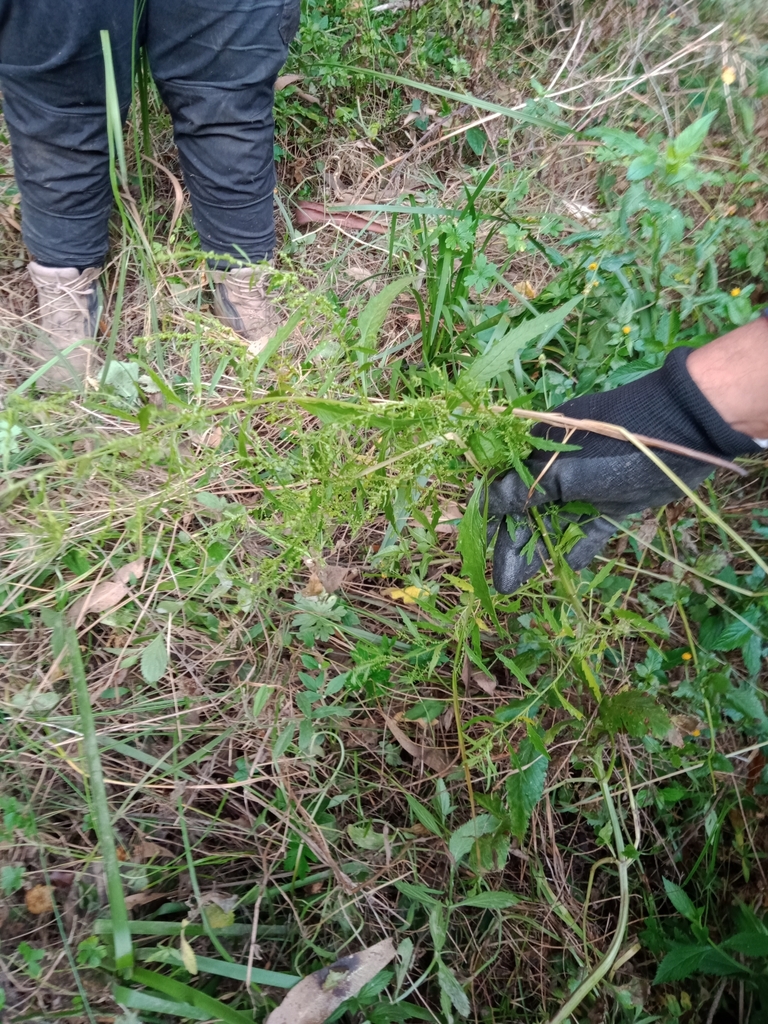 Mexican tea from Kellyville NSW 2155, Australia on July 3, 2023 at 0851 AM by Carl Ramirez