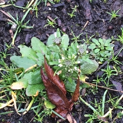 Arabidopsis thaliana