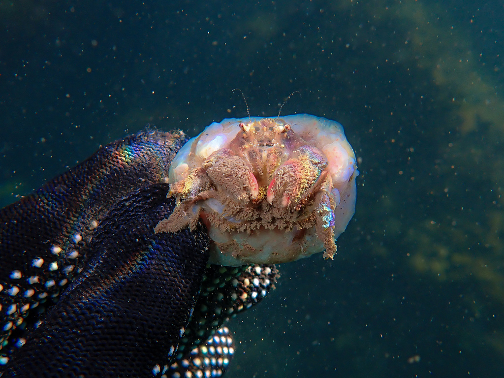 redeye sponge crab