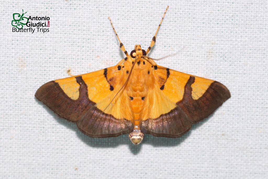 Endocrossis flavibasalis