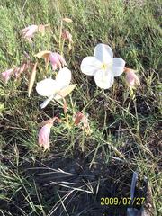 Oenothera nuttallii