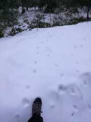 Canis lupus italicus