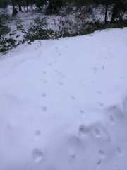 Canis lupus italicus