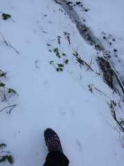 Canis lupus italicus