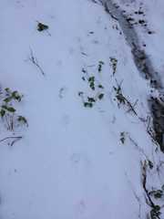 Canis lupus italicus