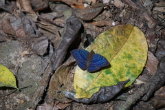 Euriphene coerulea