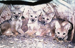 Lupulella adusta adusta