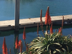 Aloe arborescens