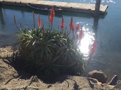 Aloe arborescens