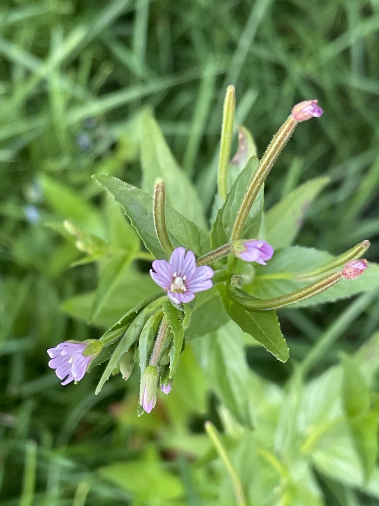 Epilobium ciliatum