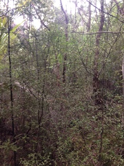 Melicytus micranthus