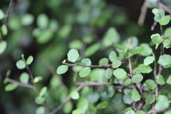 Melicytus micranthus