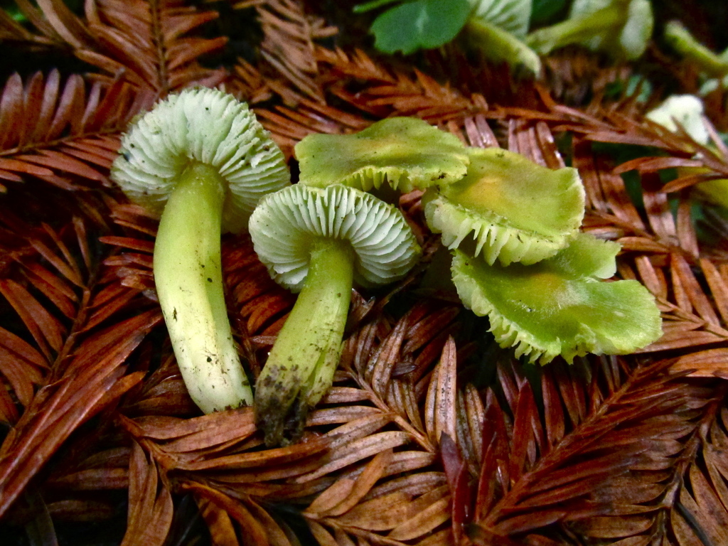 Lime-Green Waxy Cap