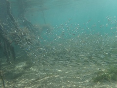 Atheriniformes