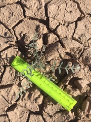 Astragalus aridus