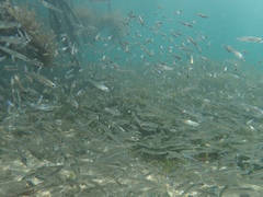 Atheriniformes
