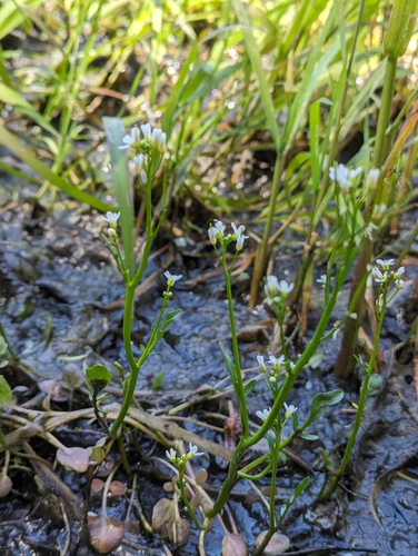 Image of Brewer's Bittercress (Cardamine breweri) by (c) David Anderson, some rights reserved (CC BY)