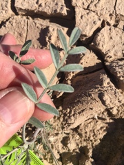 Astragalus aridus