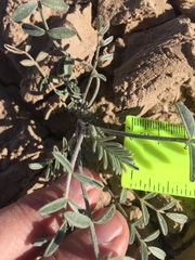 Astragalus aridus