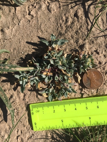 Atriplex elegans var. fasciculata