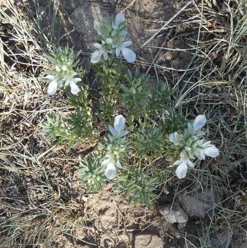 Image of Teucrium laciniatum by (c) bmasinton, some rights reserved (CC BY-SA)