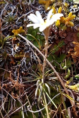 Celmisia laricifolia