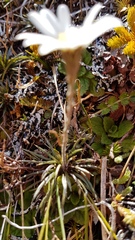 Celmisia laricifolia