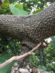 Casimiroa