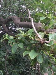 Casimiroa