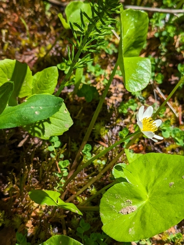 Caltha biflora (Caltha biflora)