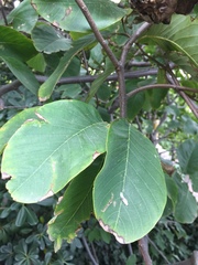 Casimiroa