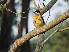 Colaptes melanochloros