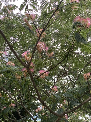 Seidenbaum (Albizia julibrissin): Herkunft und Verwendung — Foto 1