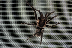 Cyrtopholis portoricae