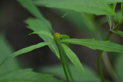 Bidens comosa