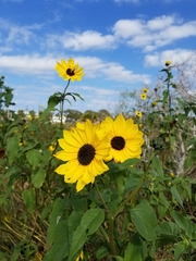 Helianthus debilis