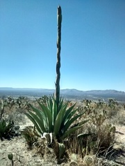 Agave salmiana crassispina