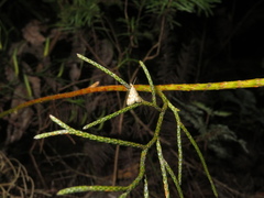 Glaucocharis parorma