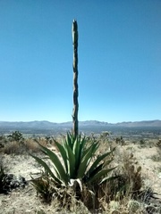 Agave salmiana crassispina