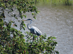 Ardea cocoi