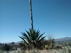 Agave salmiana crassispina