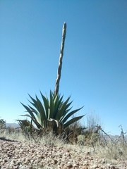 Agave salmiana crassispina