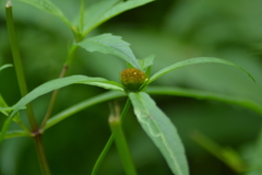 Bidens comosa