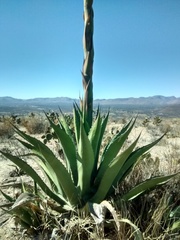 Agave salmiana crassispina