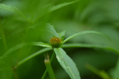 Bidens comosa