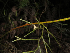 Glaucocharis parorma